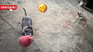 My Males Stud Fee  Working out video🔥✅ pitbull viral [upl. by Weiler354]