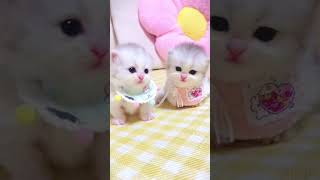 BANTU AKU DISINI ADA YANG RUSUH funnyshorts catlovers [upl. by Enomyar575]