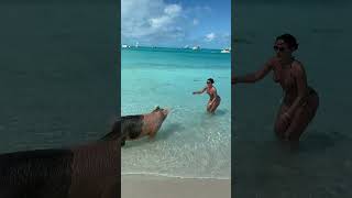 Woman is feeding a pig in the Bahamas [upl. by Vano38]