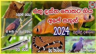 රතු දත්ත පොතට ගිය අපට ආවේණික සතුන්Our native animals that went to the Red Data BookAnamanamTV2024 [upl. by Fihsak]