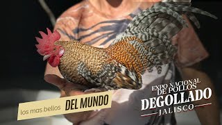 🤔Descubre por qué todos cuidan sus mejores aves🏅 de belleza para esta expo 😱 [upl. by Ycram]