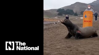 Sea lion returns back to ocean in California after severe shark bite [upl. by Mendy]