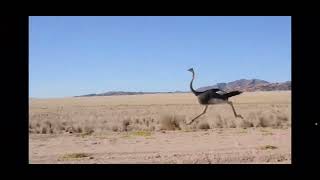 An ostrich running [upl. by Barron886]