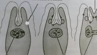 LONGITUDINAL BINARY FISSION IN EUGLENA  INTER 1ST YEAR  BY PHANINDRA GUPTHA [upl. by Aharon]