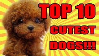 TOP 10 CUTEST DOGS 2016  2017 [upl. by Linnea]