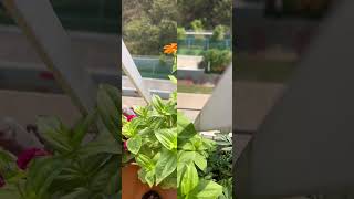 Journey of zinnia from sowing seed till flowering  Zinnia seeds growth  Ugaoo  how to grow Zinnia [upl. by Akirdna376]