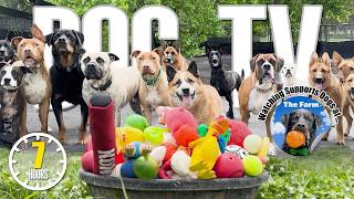 Videos for Dogs to Watch 🐶 Dog TV Daycare Entertainment for Your Dog to Reduce Stress amp Anxiety [upl. by Castera776]