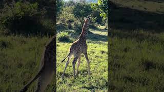 Maasai giraffe calf so close masaimara kenya safari [upl. by Amathist]