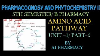 Amino acid pathway 5 pharmacognosy and phytochemistry  b Pharmacy 5th semester [upl. by Lupiv711]