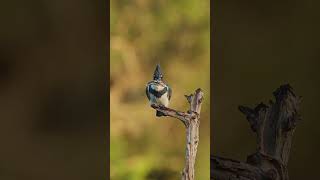 Belted Kingfisher full dive in slow motion for two fish [upl. by Llerrot55]