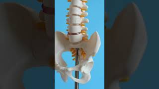 Three types of Joints 3d illustration anatomy skeleton Joints [upl. by Joeann]