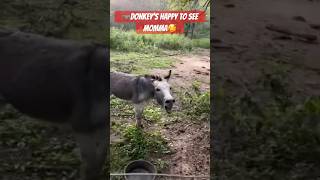 🫏Cute amp funny braying donkey Geronimo is happy to see Momma shorts donkey burro🥰 [upl. by Center]