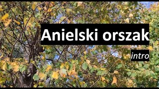 Anielski orszak  intro [upl. by Ahsieuqal]