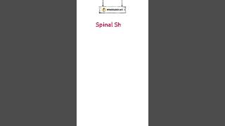 Compressive myelopathy spinal shock shorts short [upl. by Kinom960]