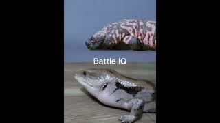 Gila Monster vs Blue Tongued Skink shorts [upl. by Lemieux]