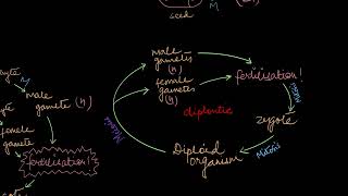 Alternation of Generations  Plant Kingdom  Biology  Khan Academy [upl. by Gabrielli642]