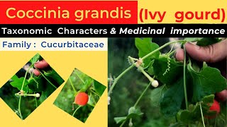 Ivy gourd taxonomic characters and medicinal properties  Coccinia grandis  info biodiversity [upl. by Carmina]