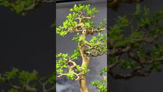 Bonsai Mẫu Tử bonsai bonsaimini caycanh [upl. by Thalassa]