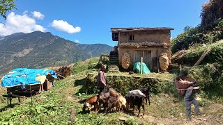 This is Himalayan Nepali village life  daily Activities people in Nepali mountain village lifestyl [upl. by Reviere297]