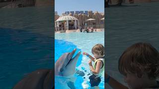 Beautiful dolphin dancing with kids in the pool youtubeshorts [upl. by Herold]