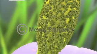 Mitosis and Fertilisation in Flowering Plants [upl. by Aleahpar]