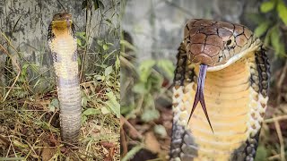 The Deadly Venomous King Cobra Snake Released  Assam snake rescue  Indian wildlife video [upl. by Stevana965]