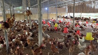 This might help you if you’re planning on starting a poultry business in Ghana [upl. by Serafine906]