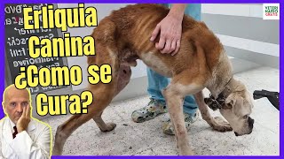 🆘 ERLIQUIA CANINA ¿COMO SE CURA SÍNTOMAS TRATAMIENTO CASERO FASE TERMINAL 🆘 [upl. by Bertsche]