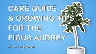 Growing amp Caring For the Ficus Audrey Ficus Benghalensis [upl. by Balfore]