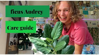 Ficus Audrey care [upl. by Ecissej]