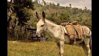 Características de los Arrieros de Mulas Parte I TvAgro por Juan Gonzalo Angel [upl. by Cassandre947]