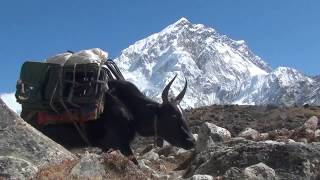 Himalaya  The Yaks of Mt Everest [upl. by Kelleher417]