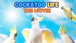 COCKATOO LIFE The Movie  The Very Best of 2023 [upl. by Isaacson176]