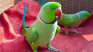 Funny Green Parrots Having Fun And Speaking In Urdu Hindi On Chair [upl. by Laemsi]