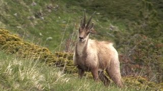 Progetto Life Praterie – l’habitat del Camoscio appenninico rupicapra pyrenaica ornata [upl. by Thin991]