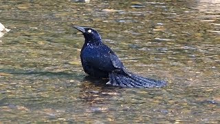 Greattailed Grackle Calling amp Bathing [upl. by Gnort144]