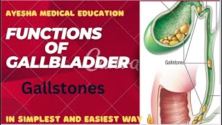 FUNCTIONS of Gallbladder Gallbladder anatomy extrahepatic biliary apparatusayeshamedicaleducation [upl. by Ayak856]