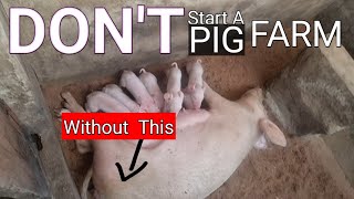 How to setup pig farm  Starting a Pig Farm in Nigeria the right way pigsofig pig piglet [upl. by Panaggio604]