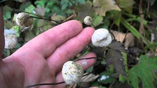 Anemone hupehensis var japonica Fluffy Seedheads of Japanese Anenome 29112013 [upl. by Alphonsine]