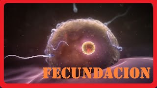 Como se forma un bebe  Fecundacion  Animado  Explicacion [upl. by Sundin]