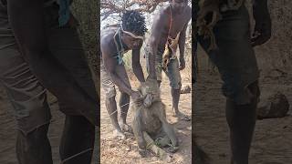 Hadzabe Got a BABOON for Breakfast Baboons are their favourite prey [upl. by Ayaladnot809]