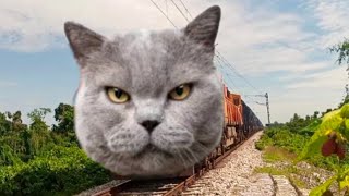 billi wala funny train gadi video safiqul salam safiq [upl. by Iew]