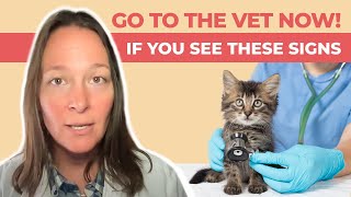 10 Signs Your Cat is Having an Emergency [upl. by Katzen399]