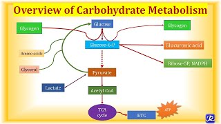 1 Overview Carbohydrate Metabolism  Carbohydrate Metabolism1  Biochemistry NJOY Biochemistry [upl. by Lodhia]