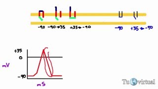 Potencial de acción  reposo despolarización y repolarización de una fibra nerviosa [upl. by Euqinu]