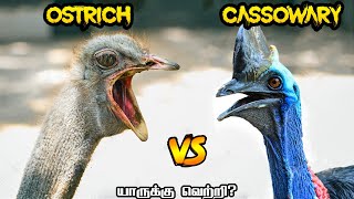 Ostrich vs Cassowary in Tamil  நெருப்புக்கோழி vs கேஸோவேரி பறவை  savage point  fantasy battles [upl. by Hamehseer571]