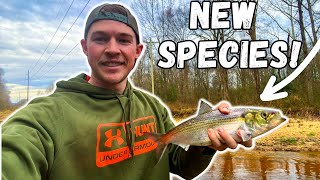 I Caught A New Species Micro Creek Fishing Fishing The Shad Run [upl. by Marcile]