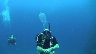 Box jellyfish Chironex  Diving Thailand Sail Rock Underwater video [upl. by Ennayhc312]