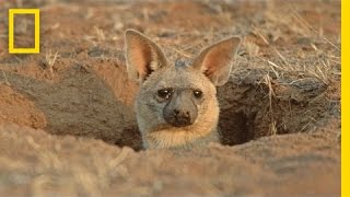 Meet the Aardwolf A Cute Animal You Never Knew Existed  National Geographic [upl. by Melvina]