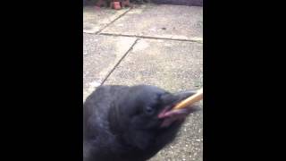 Marcel the Australian Raven [upl. by Aney572]